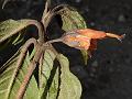 Velvety Flame-Acanthus